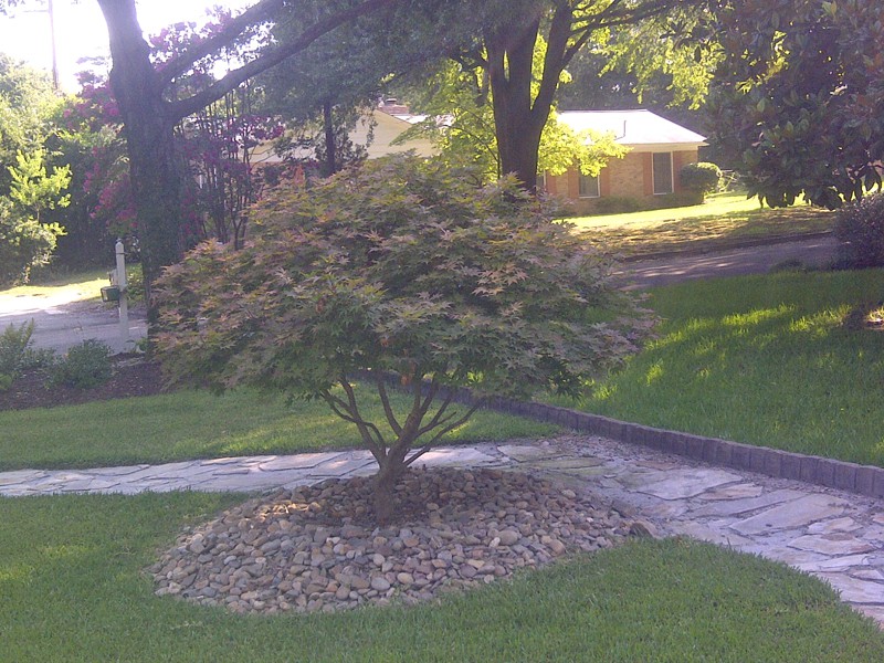 Japanese Maple - Canopy Raised and then Trimmed the Way She Wanted to Grow