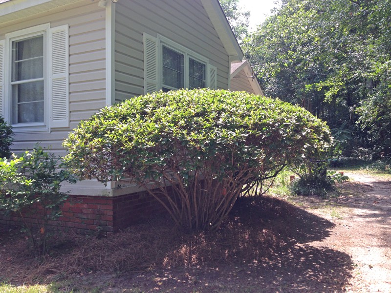 What Can Be Done With Azaleas