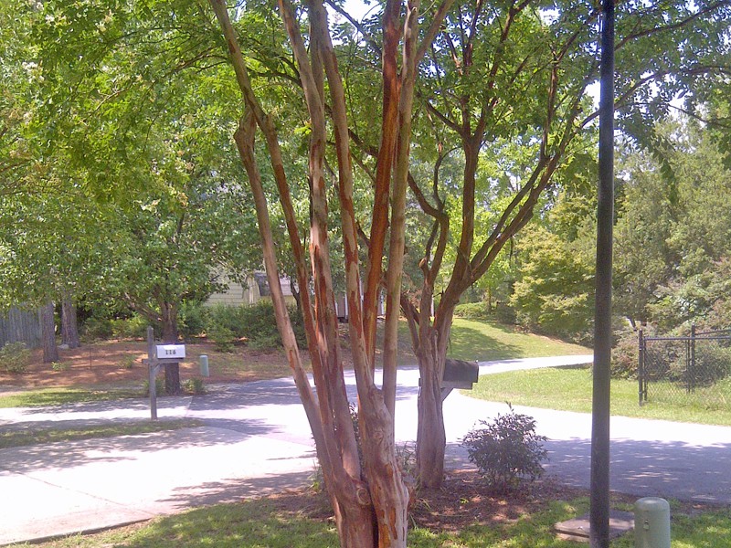 Cleaned Up and Raised Canopies of Crepe Myrtles